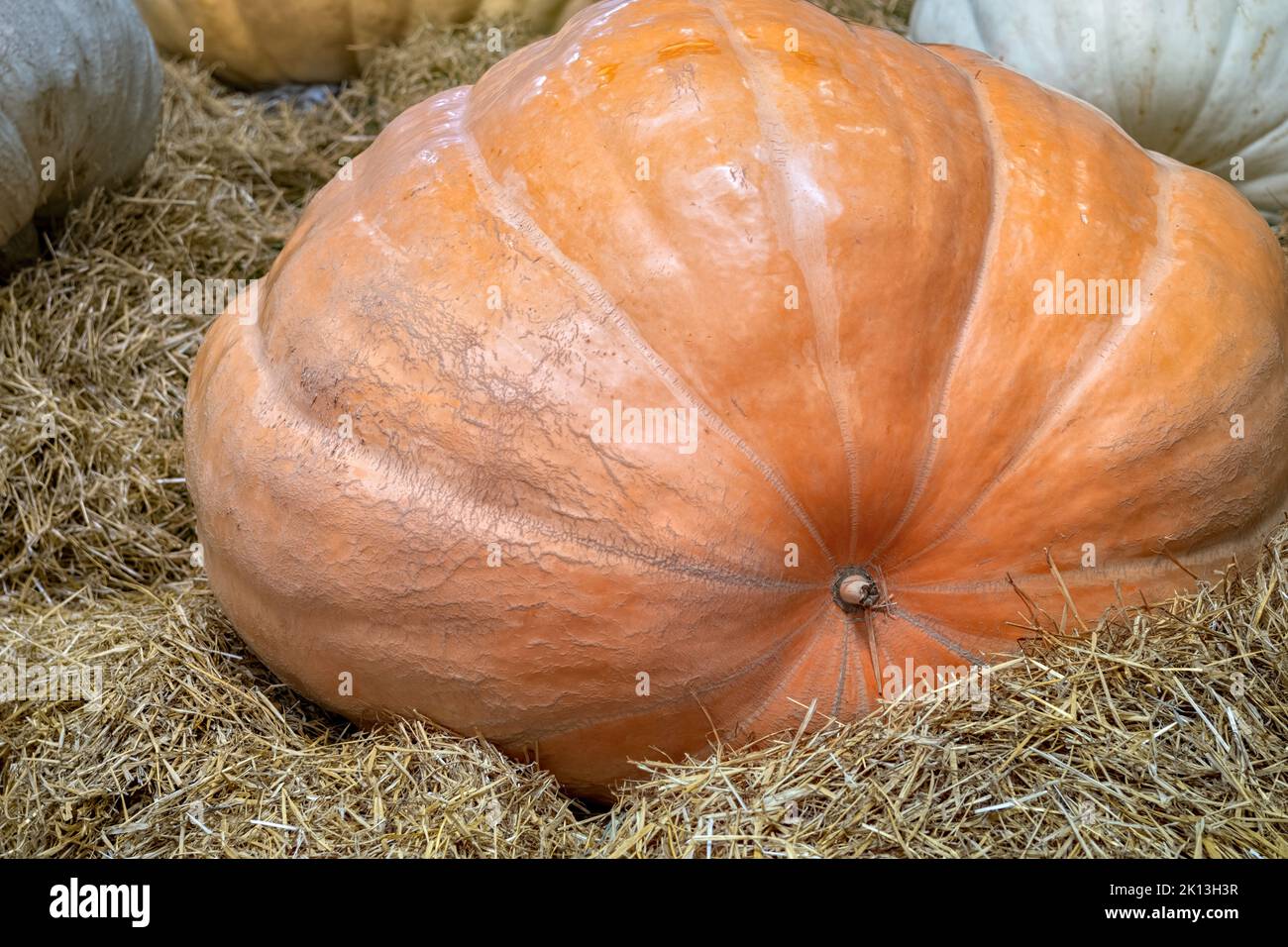 Große Kürbisse auf dem Bauernmarkt. Herbsternte. Stockfoto