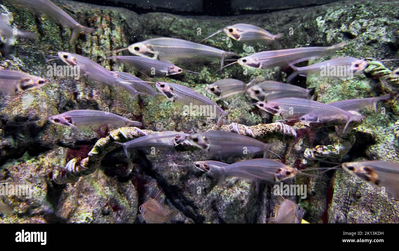 Eine Nahaufnahme von Kryptopterus bicirrhis, Glaswels. Stockfoto