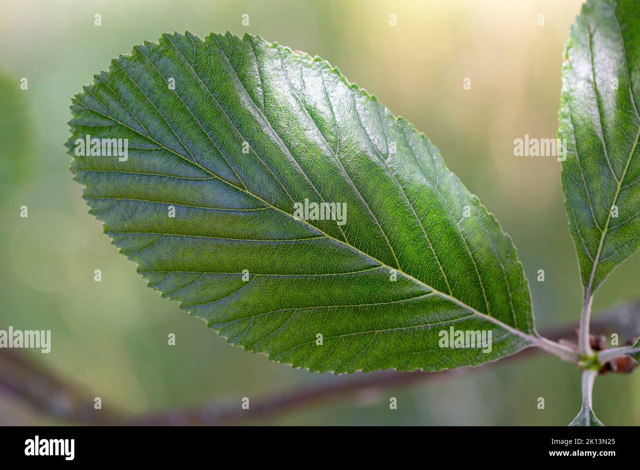 Sorbus Arie Blatt Stockfoto