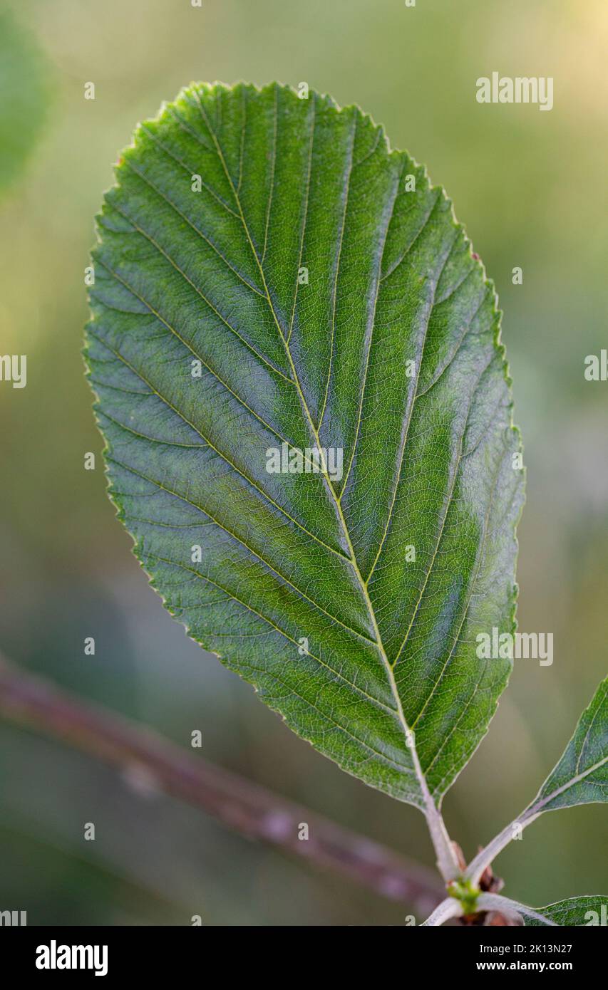 Sorbus Arie Blatt Stockfoto