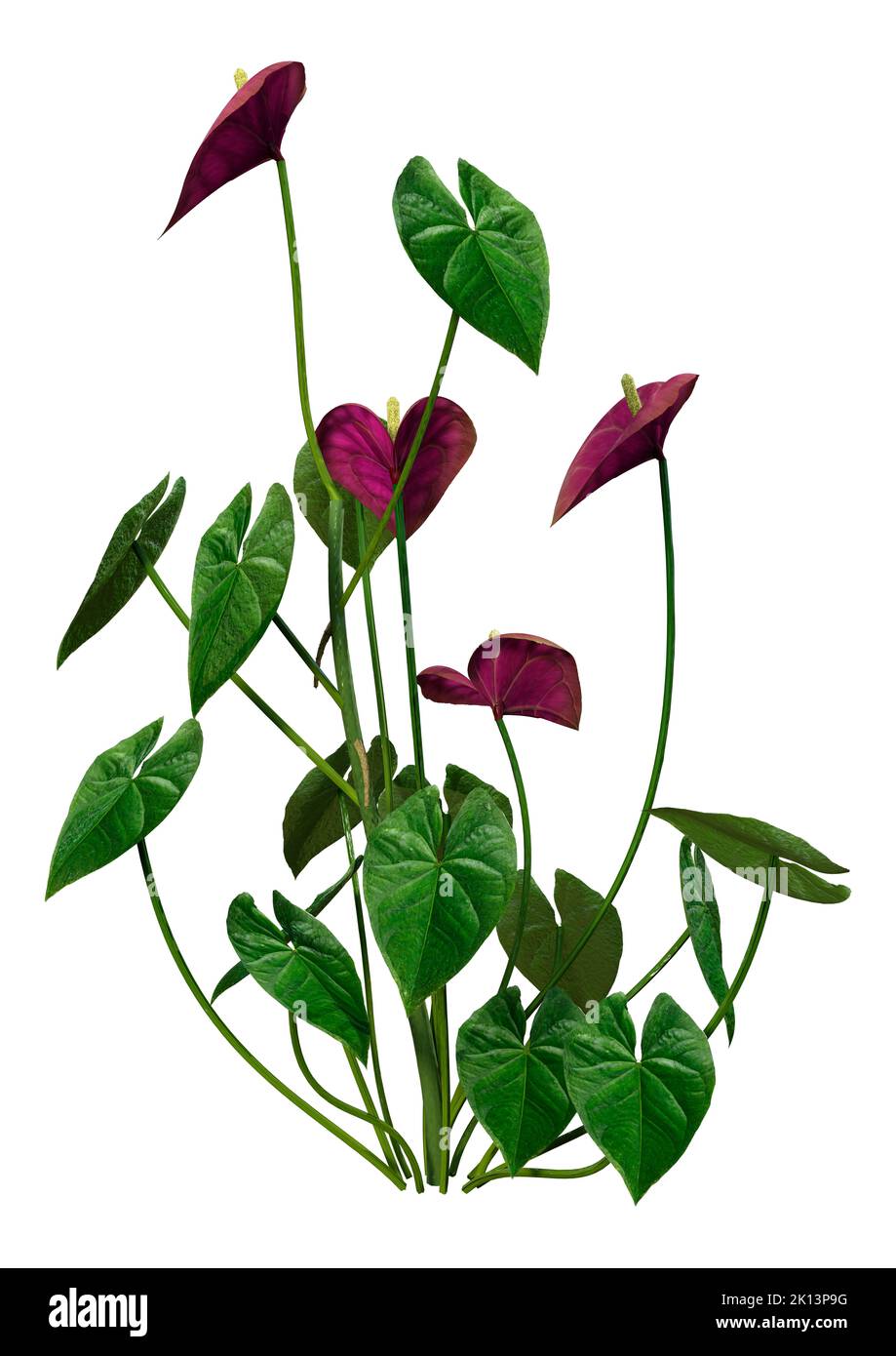 3D Rendering von tropisch blühenden Anthurium-Pflanzen oder Flamingo-Lilien isoliert auf weißem Hintergrund Stockfoto