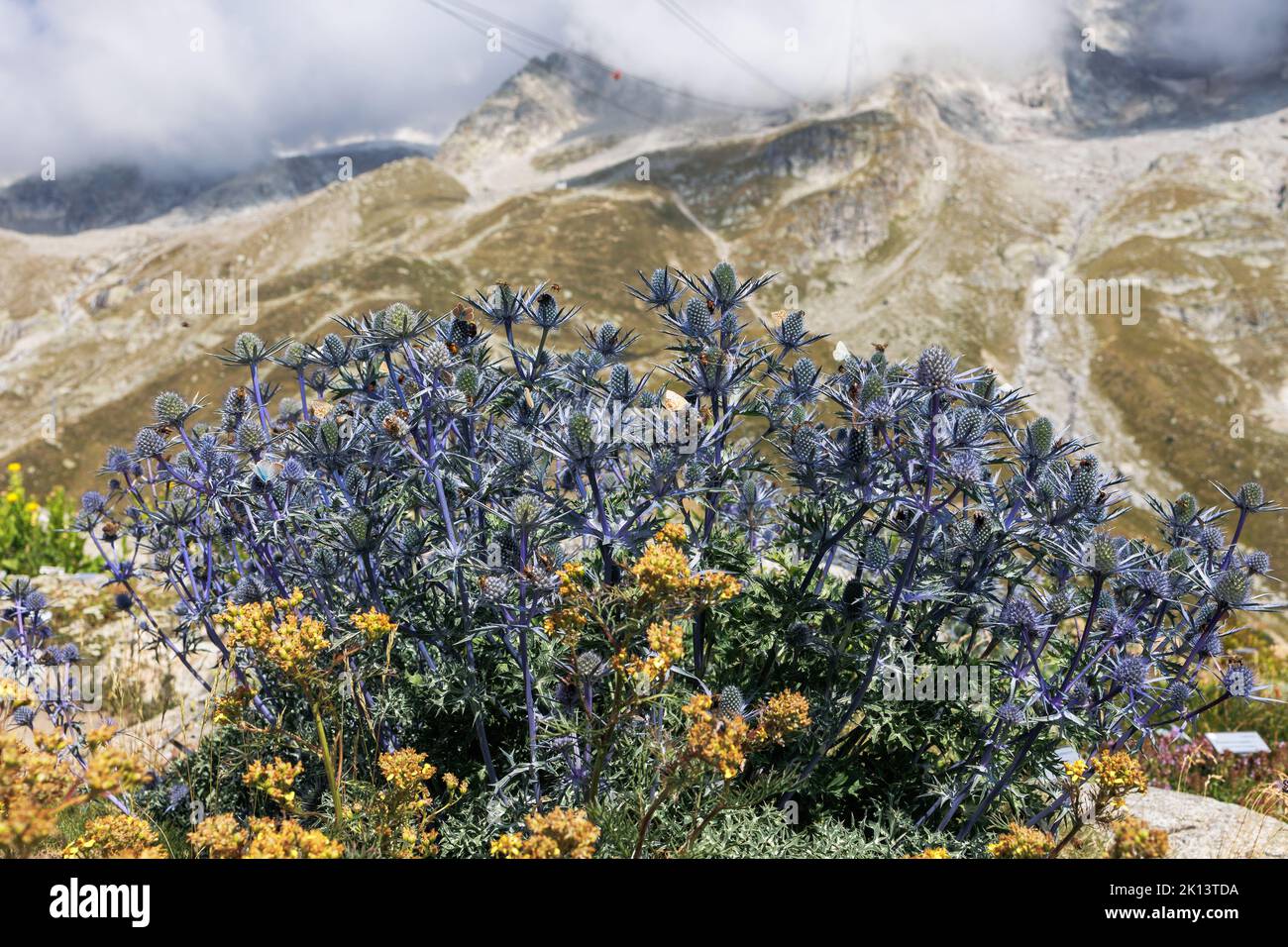 Schne Eryngium Alpinum Blumen, die alpine See Stechpalme, alpine Eryngo  oder Knigin der Alpen mit Bienen, die Alpen Berg im Hintergrund  Stockfotografie - Alamy