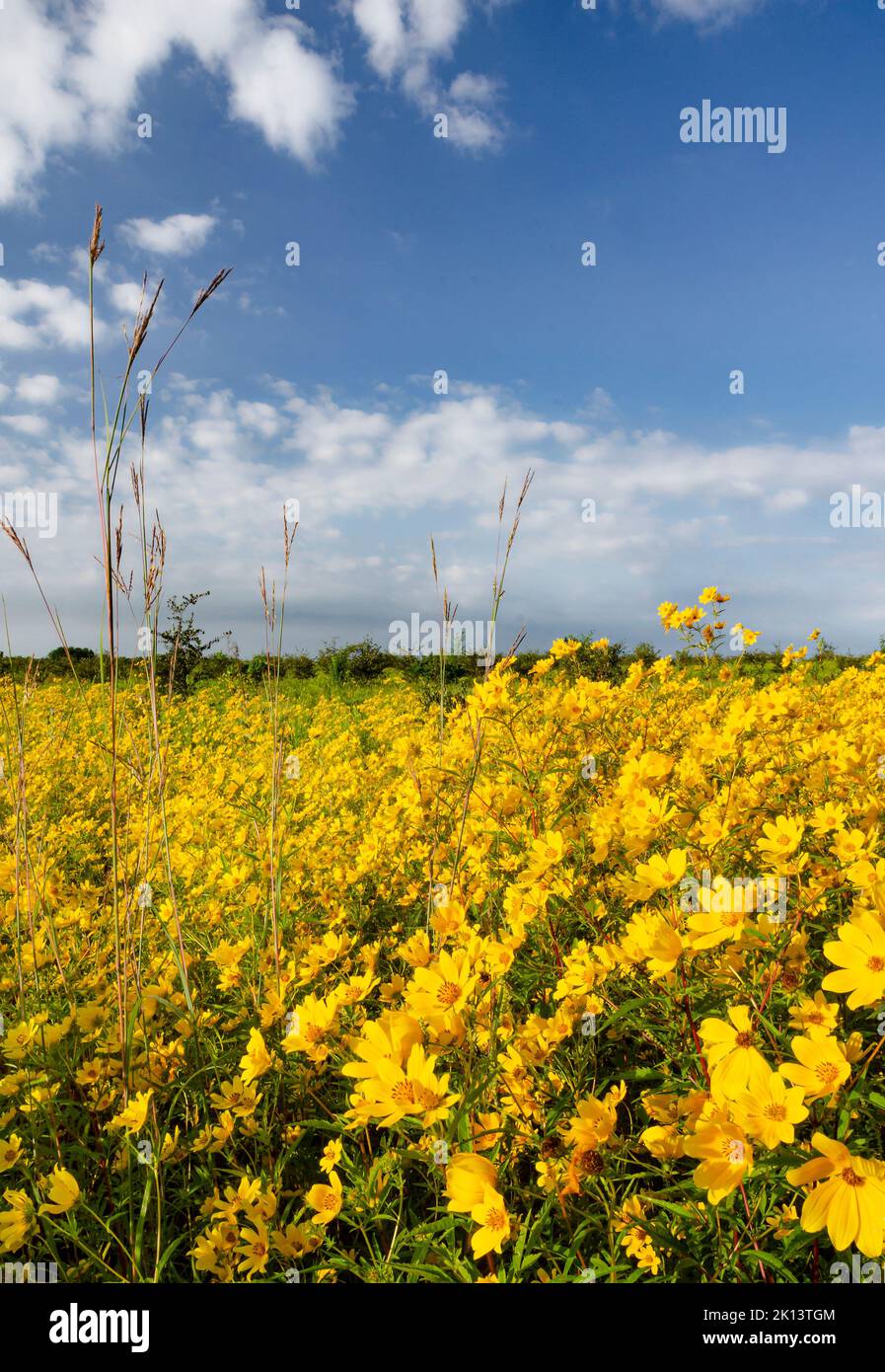Wolken ziehen langsam in einen blauen Himmel über einem Fleck Tickseed in Goose Lake State Priery in Grundy County, Illinois Stockfoto