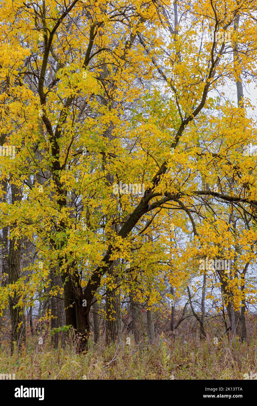 In einer Savanne im Rock Run Forest Preserve in will County, Illinois, steht ein Baum mit hellgelbem Laub auseinander Stockfoto