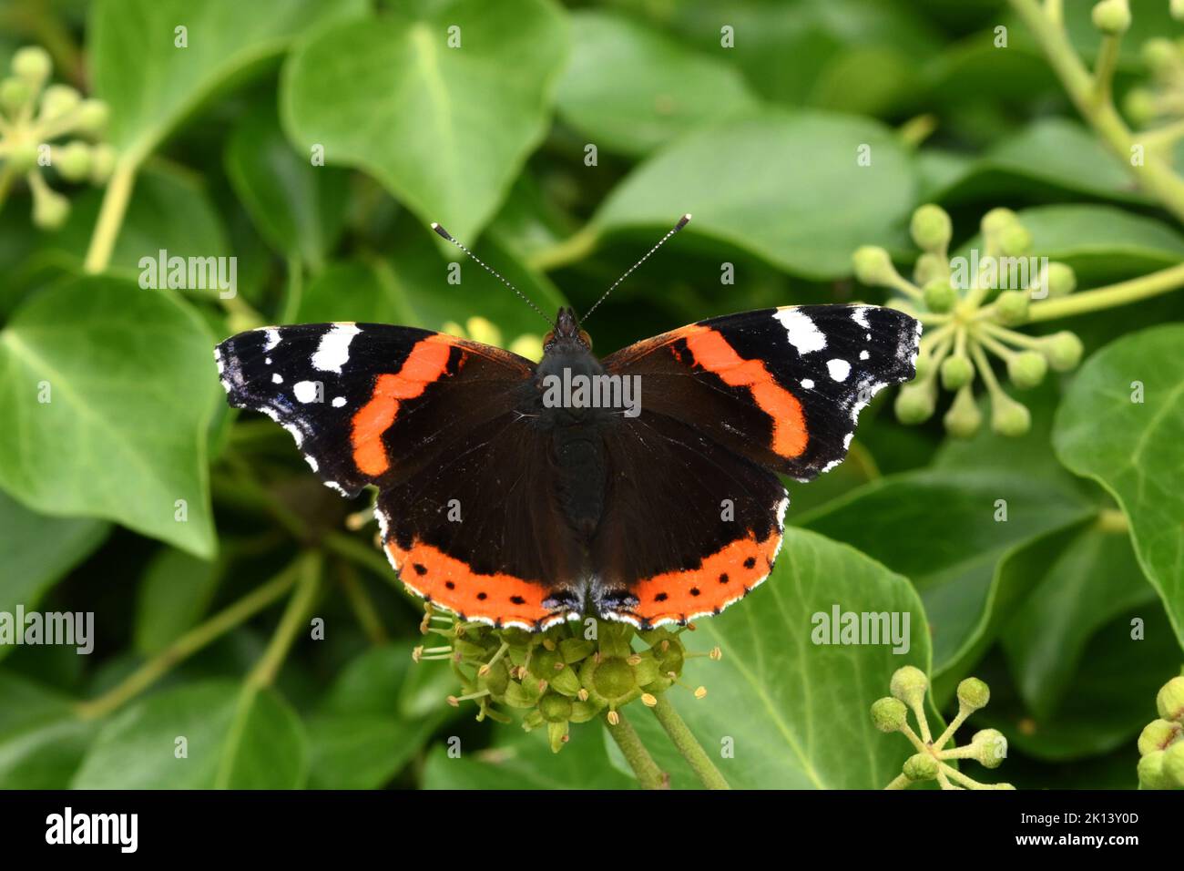 Der rote Admiral-Schmetterling wird von dem Nektar des blühenden Efeus in einer überwucherten Hecke angezogen Stockfoto