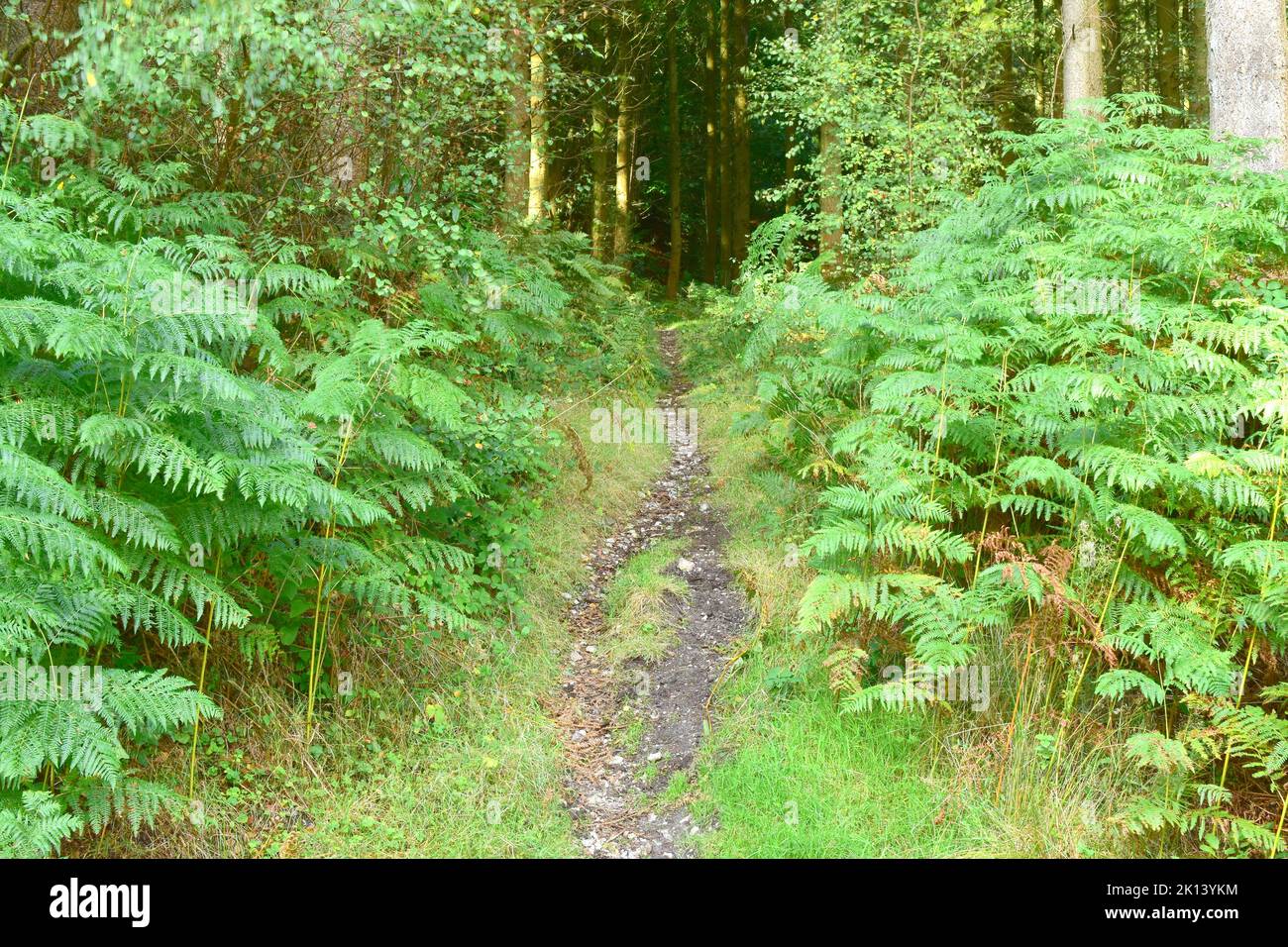 Haldon Wald Stockfoto