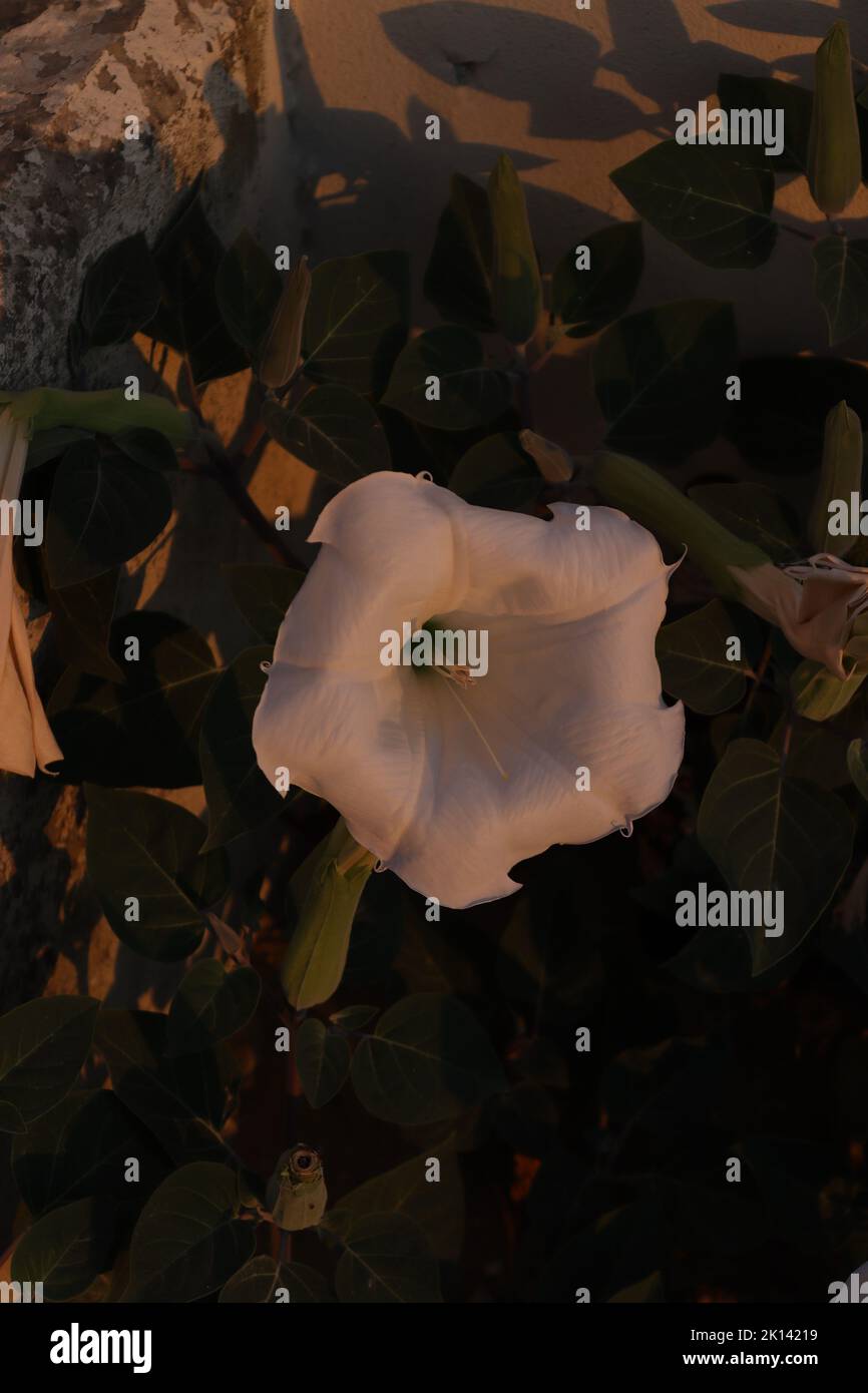 Ein genauerer Blick auf eine weiße Datura-Inoxia-Blume Stockfoto