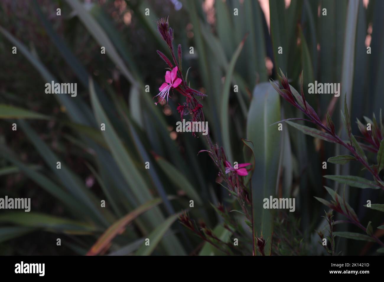 Ein Faden aus der Blume des rosa Lindheimeri-Lochs Stockfoto