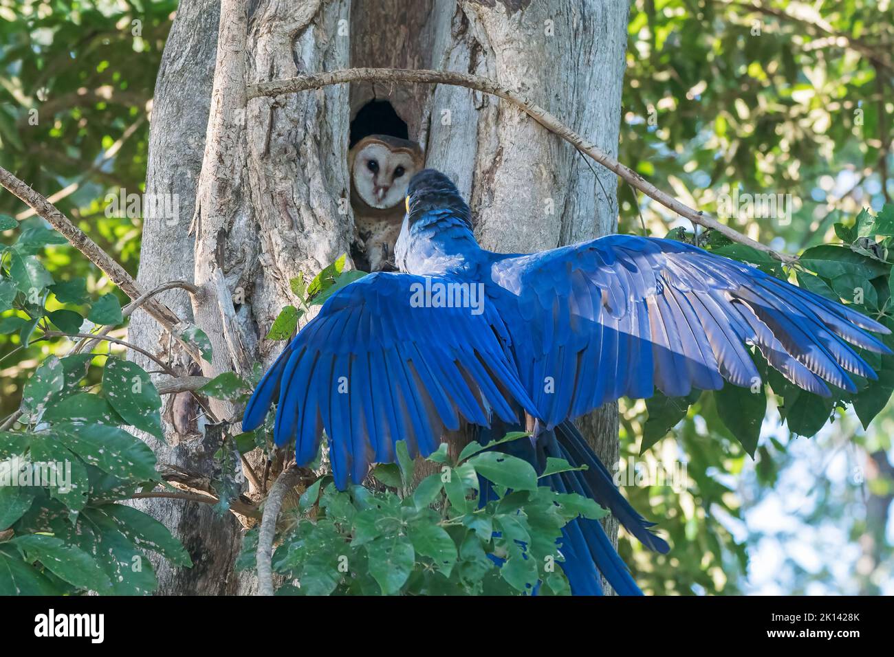 Hyazinthpapagei oder hyazinthpapagei, Anodorhynchus hyazinthus, alleinwachsendes Tier, das Westkauz im Nestloch eines Baumes, Pantanal, Brasilien, gegenübersteht Stockfoto