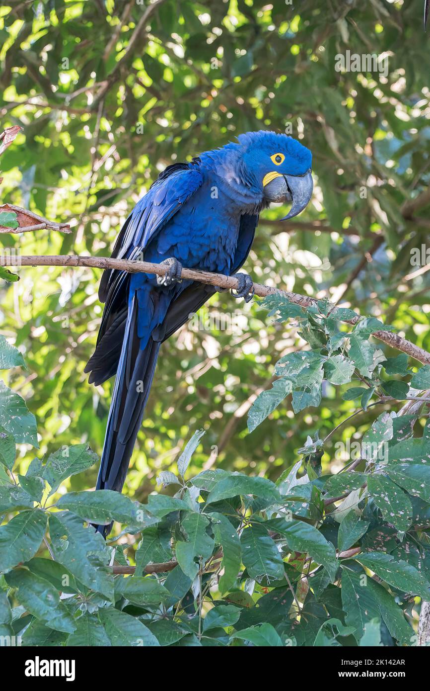 Hyazinthpapagei oder hyazinthpapagei, Anodorhynchus hyazinthus, alleinerziehend im Baum in der Nähe des Nestlochs, Pantanal, Brasilien Stockfoto
