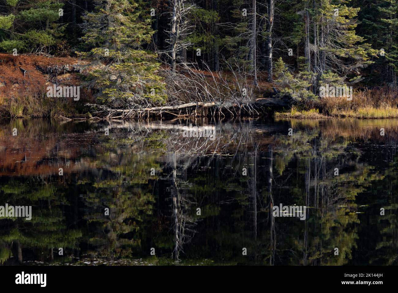 Eine Spiegelung eines gefallenen Baumes auf einem ruhigen See Stockfoto