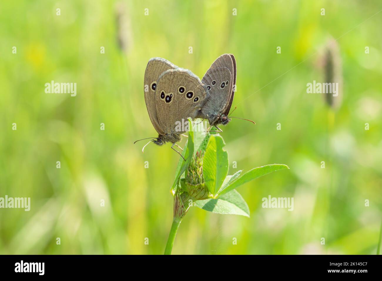 Paarung von Ringel-Schmetterlingen (Aphantopus hyperantus). Stockfoto