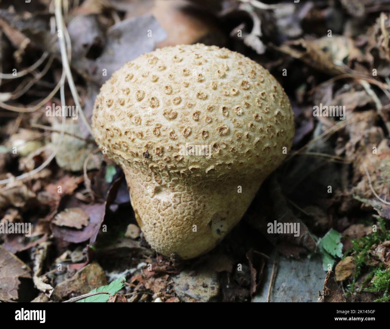 Gewöhnlicher Erdballpilz - Scleroderma citrinum Stockfoto