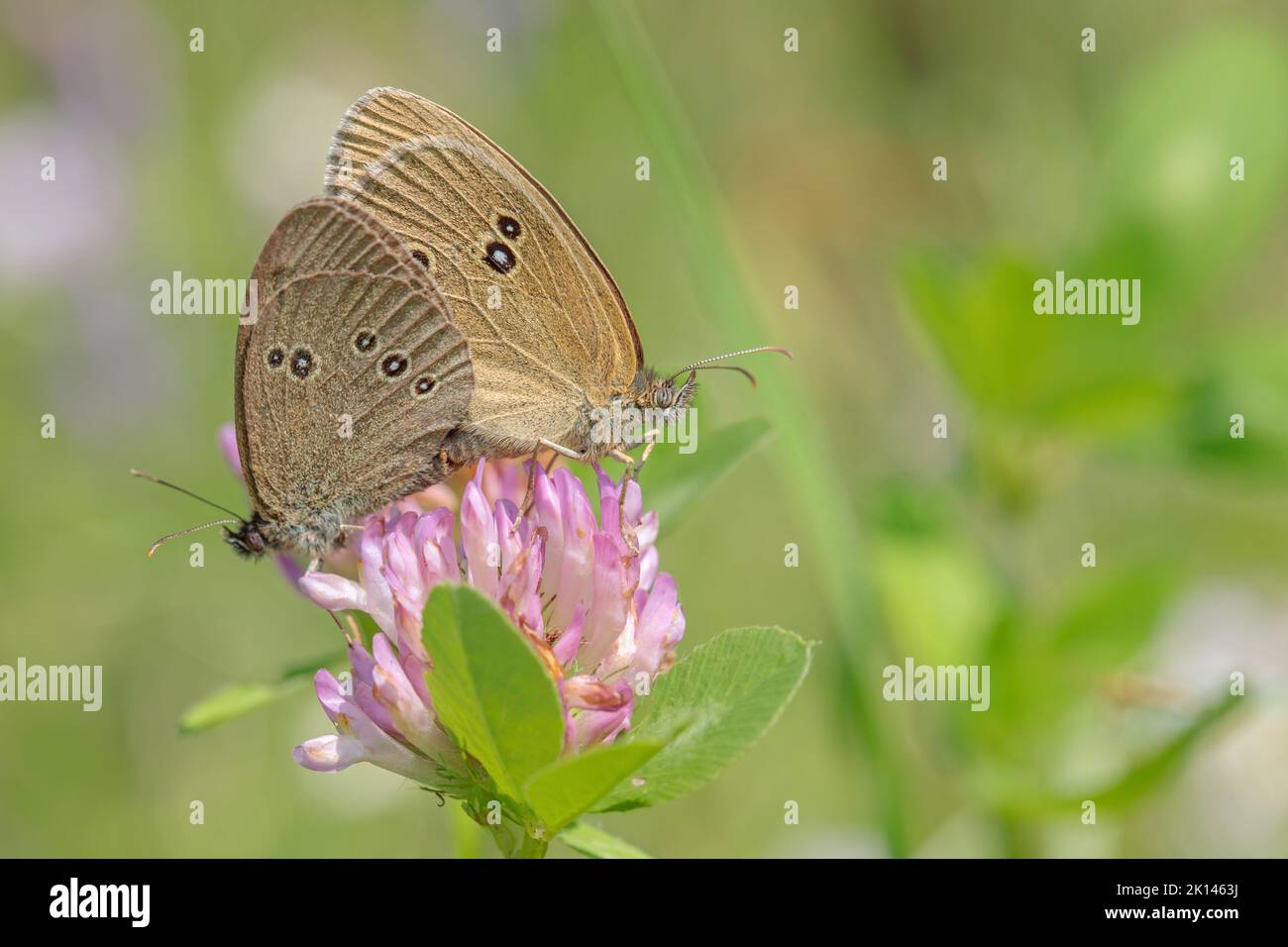 Paarung von Ringel-Schmetterlingen (Aphantopus hyperantus). Stockfoto
