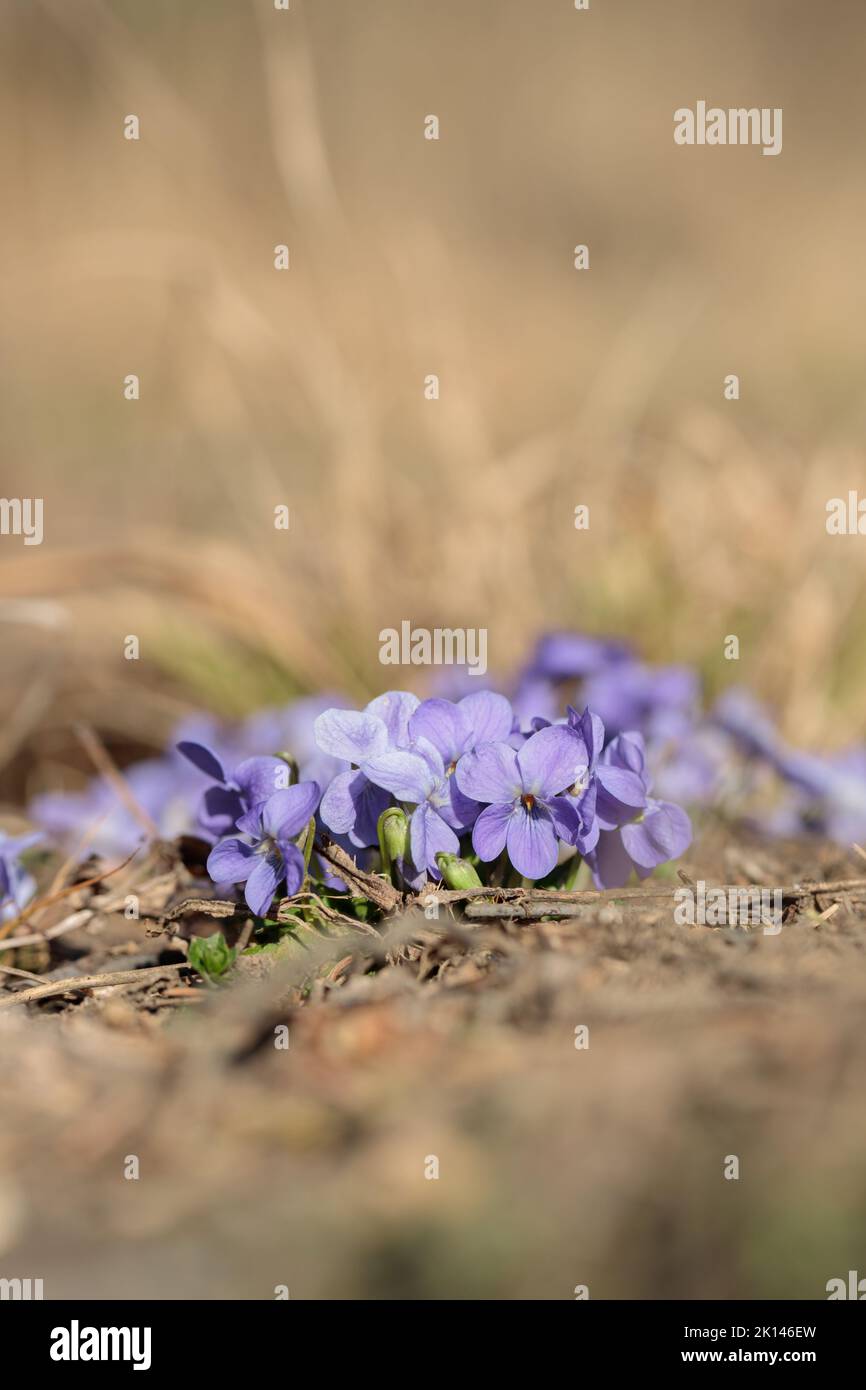 Wild wachsende Veilchen auf einer trockenen Wiese. Stockfoto