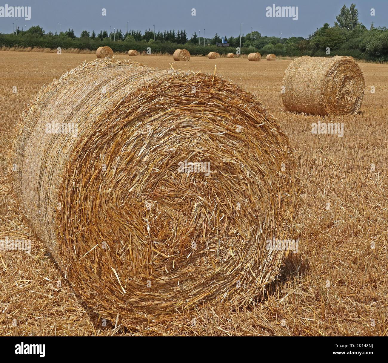 Sommerernte Hay Ballen in High Leigh, Cheshire, England, Großbritannien, WA16 6NW Stockfoto