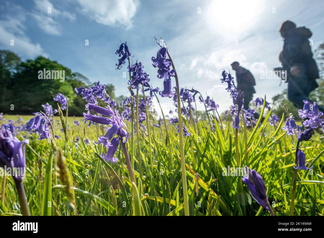 Penshurst, Mai 10. 2015: Bluebells bei Penshurst in Kent Stockfoto