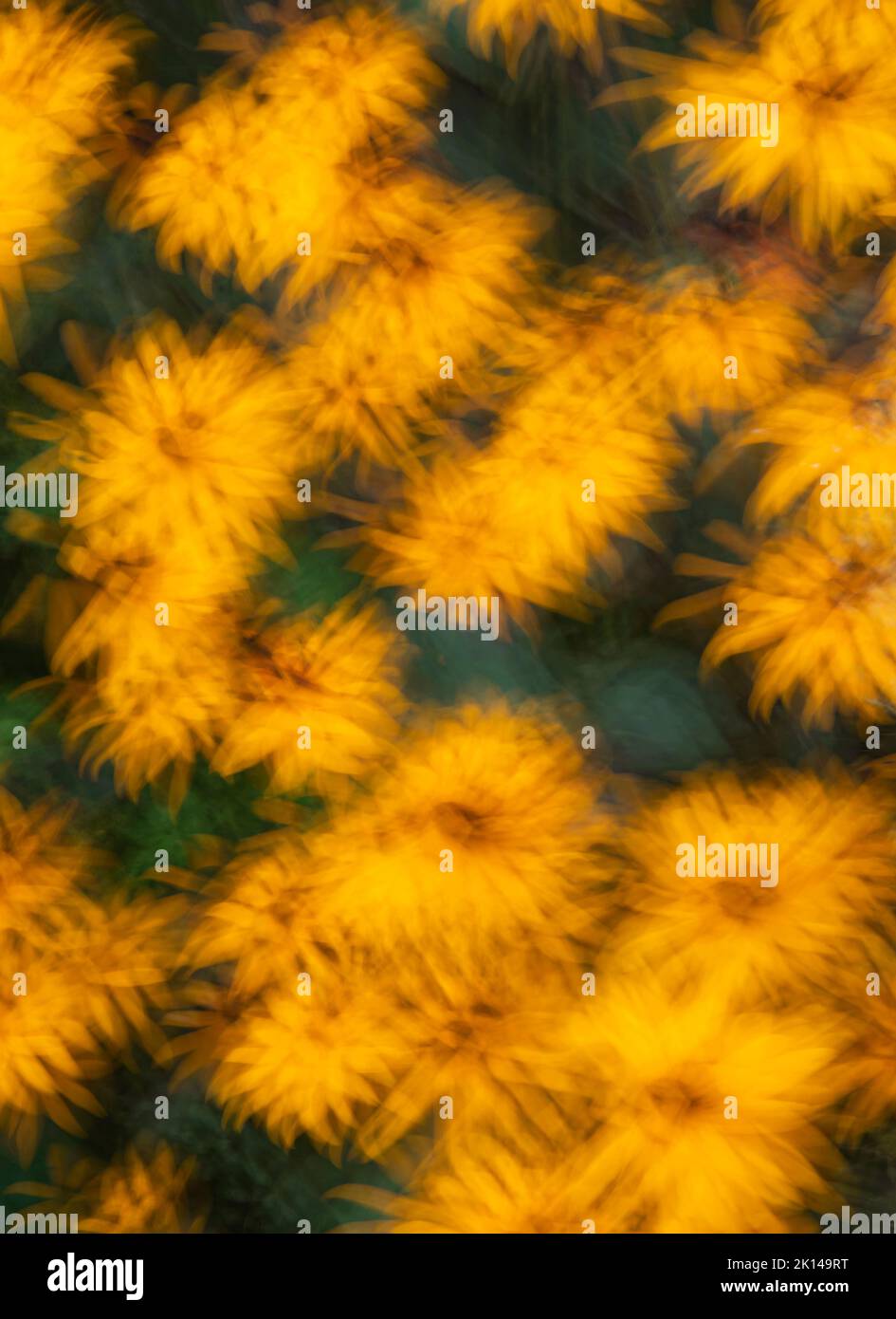 Black-Eyed Susans mit mehreren Belichtungen wurden verwendet, um dieses Feuerwerk abstrakt von den Blumen, Vorstadtgarten, will County, Illinois zu schaffen Stockfoto