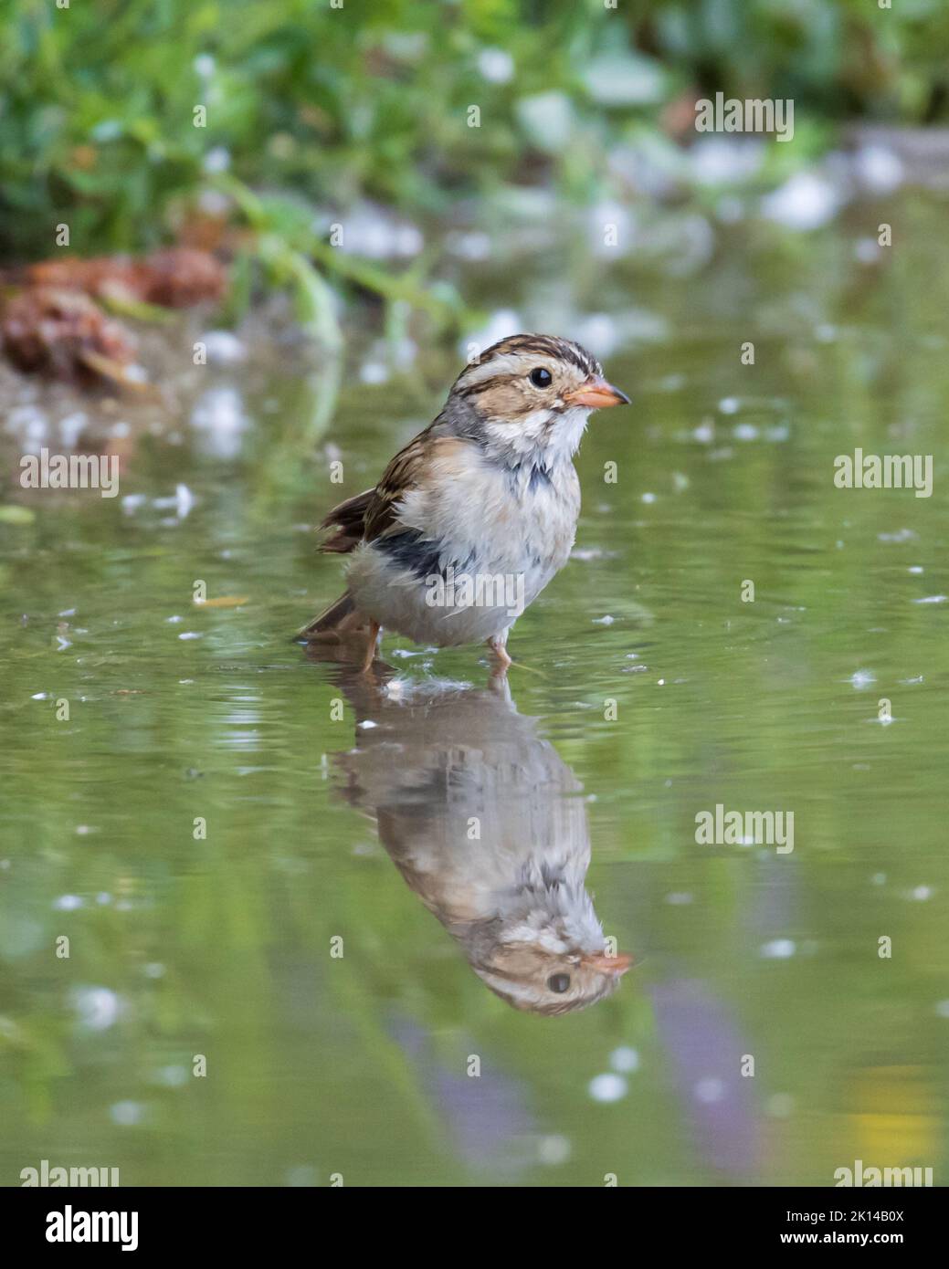 Ein vertikales Makro eines Sperrens auf dem Wasser Stockfoto