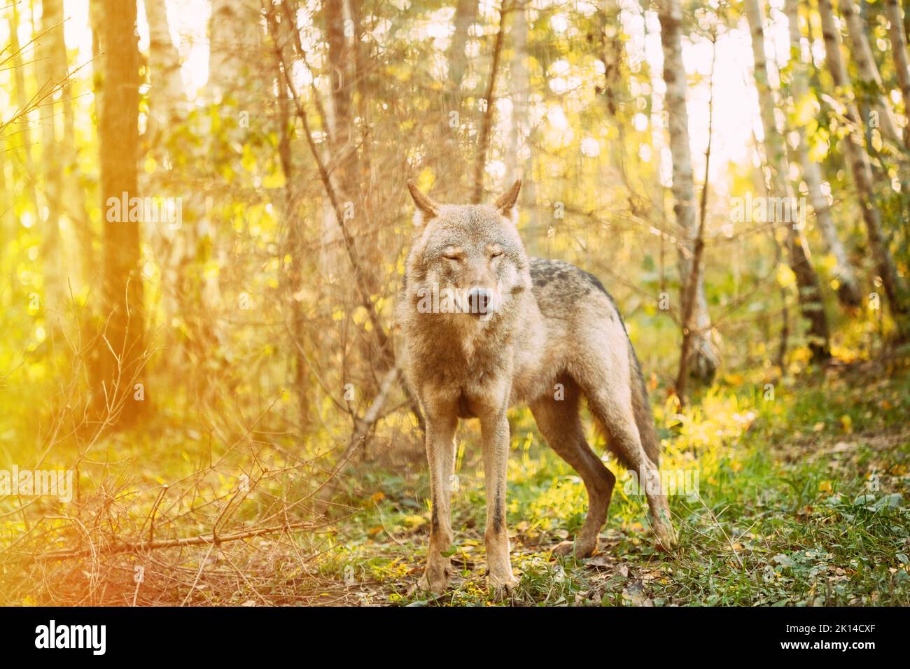 Eurasischer Wolf, Wissenschaftlicher Name - Canis Lupus In Natürlicher Umgebung. Wald In Der Herbstsaison. Natürlicher Lebensraum. Grauer Oder Grauer Wolf, Auch Bekannt Als Stockfoto