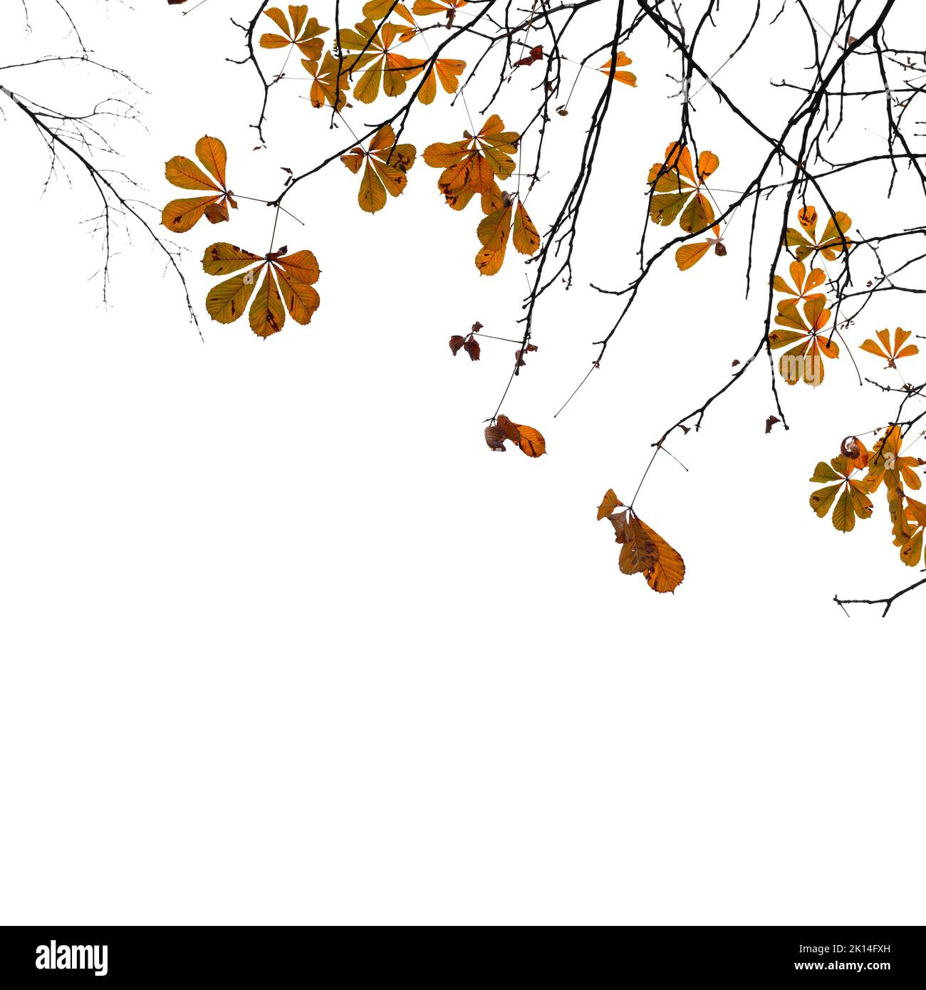 Kastanienzweige mit gelben Herbstblättern isoliert auf weiß. Quadratisches Hintergrundbild Stockfoto Kastanienzweige mit gelben Herbstblättern isoliert auf weiß. Quadratisches Hintergrundbild Stockfoto