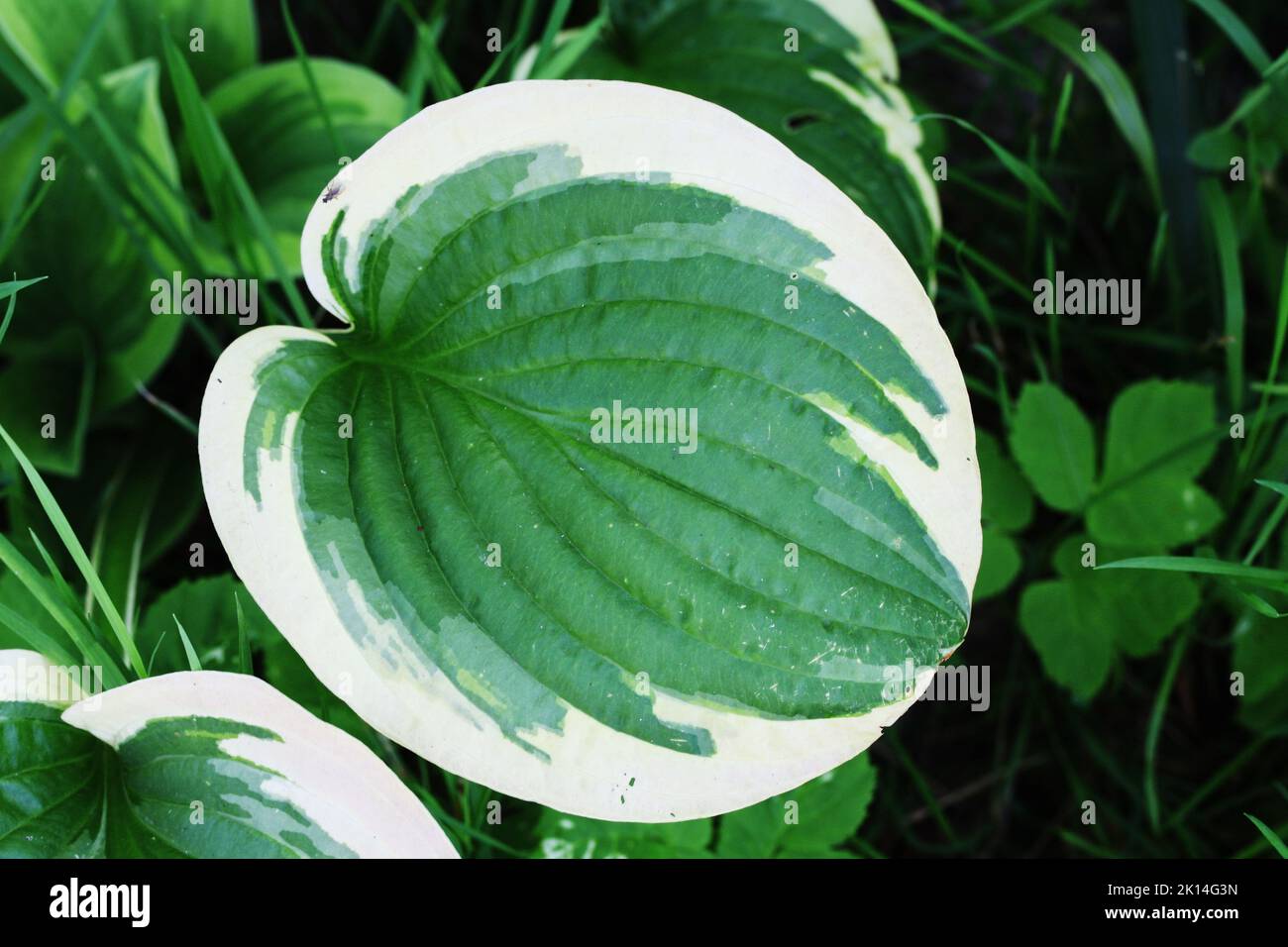 Grün weißes Blatt von Hosta. Dies ist eine Pflanzengattung, die allgemein als Hostas, Kochelilien und gelegentlich auch unter dem japanischen Namen Giboshi bekannt ist Stockfoto
