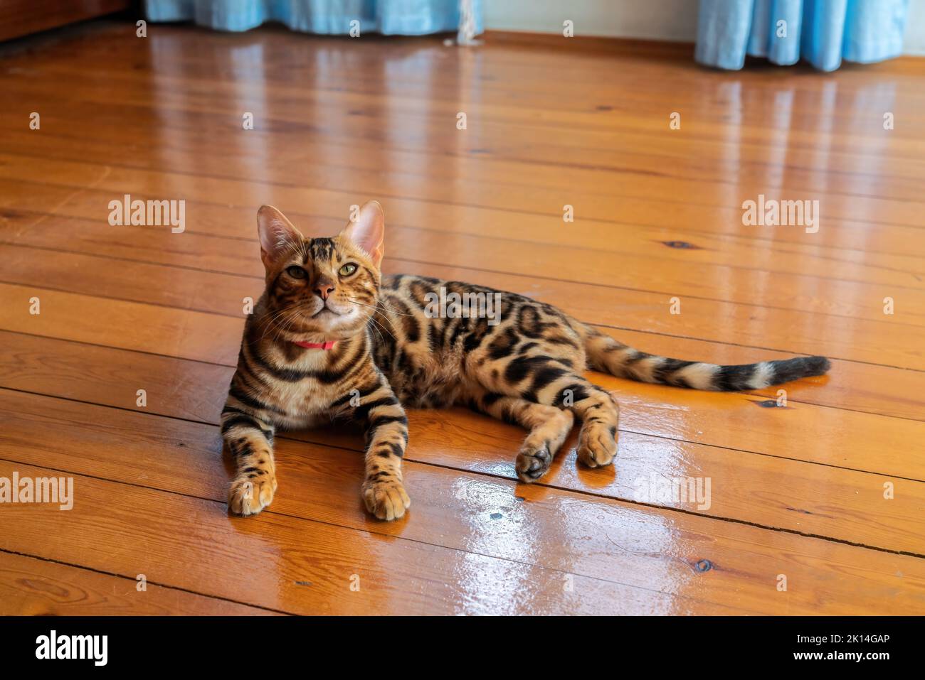 Junge reinrassige bengalkatze, die auf dem Boden ruht Stockfoto