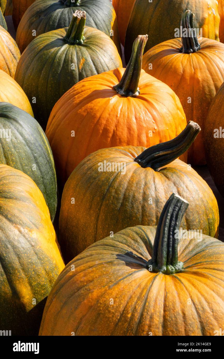 Frische ganze halloween Kürbisse schließen in einer Reihe im Freien im Herbstsonnenlicht Stockfoto