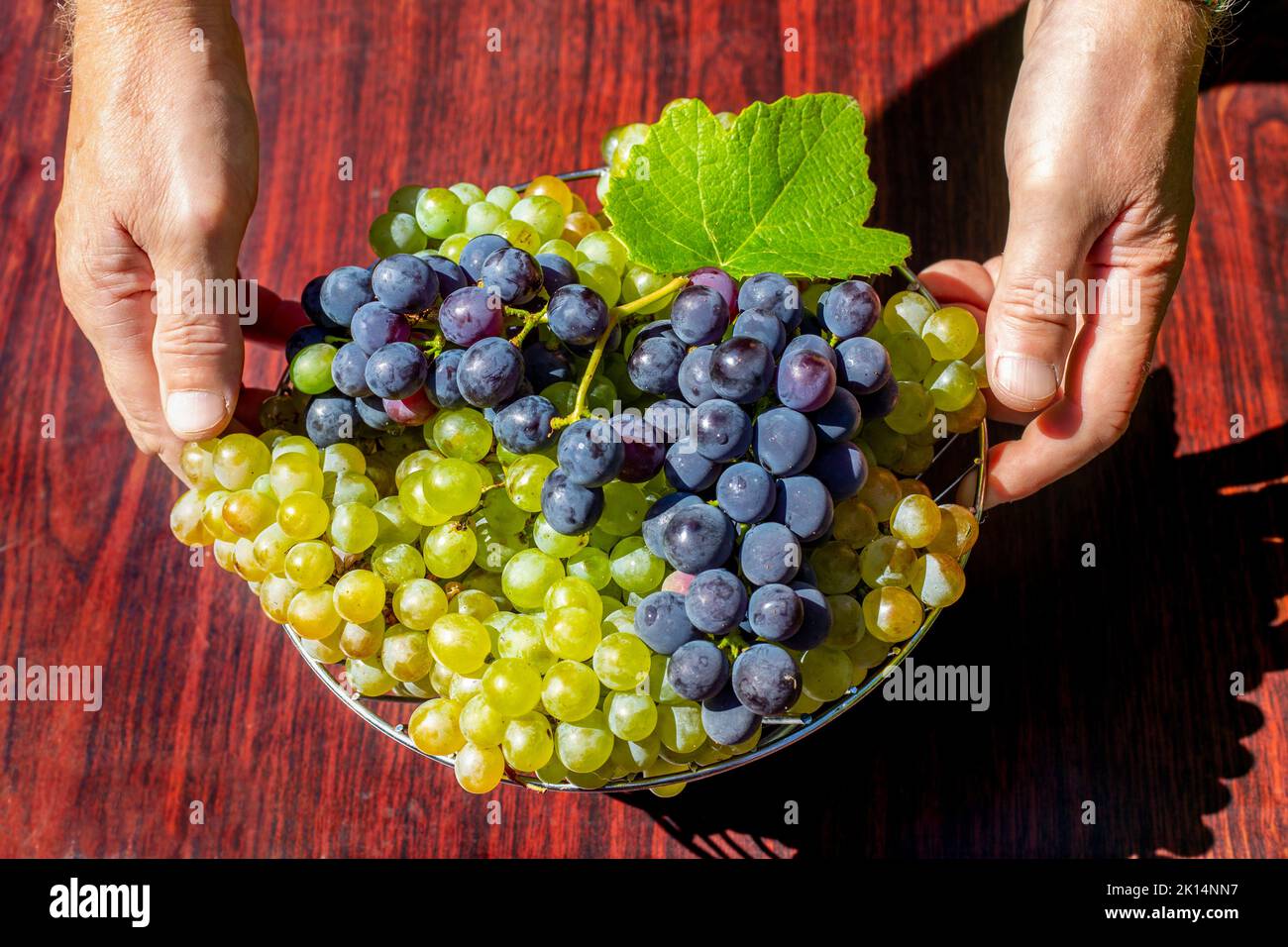 Ein Mann stellt eine Vase mit grünen und blauen Trauben auf den Tisch, Draufsicht. Obsternte im Herbst. Stockfoto