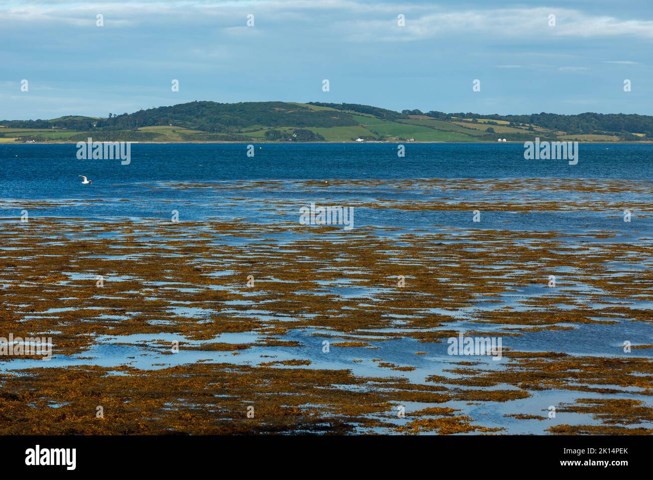 Die Küste von Killyleagh im Norden irlands Stockfoto