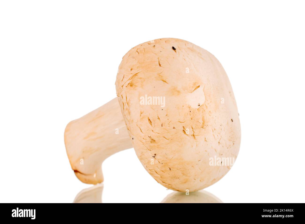 Ein organischer Pilz, Nahaufnahme, isoliert auf weißem Hintergrund. Stockfoto