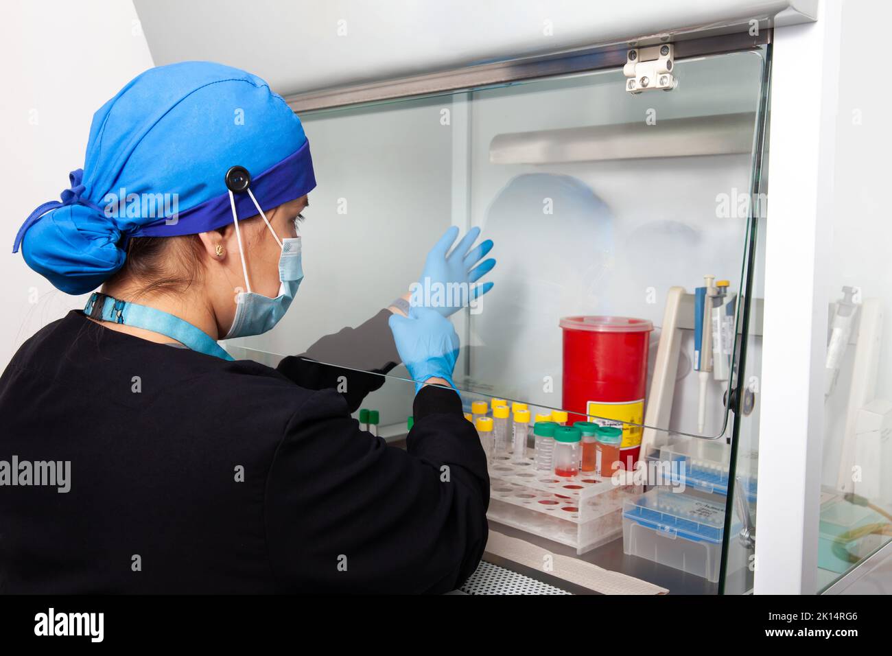 Junge Wissenschaftlerin, die in einem Sicherheitslaminar-Luftstromschrank im Labor arbeitet Stockfoto