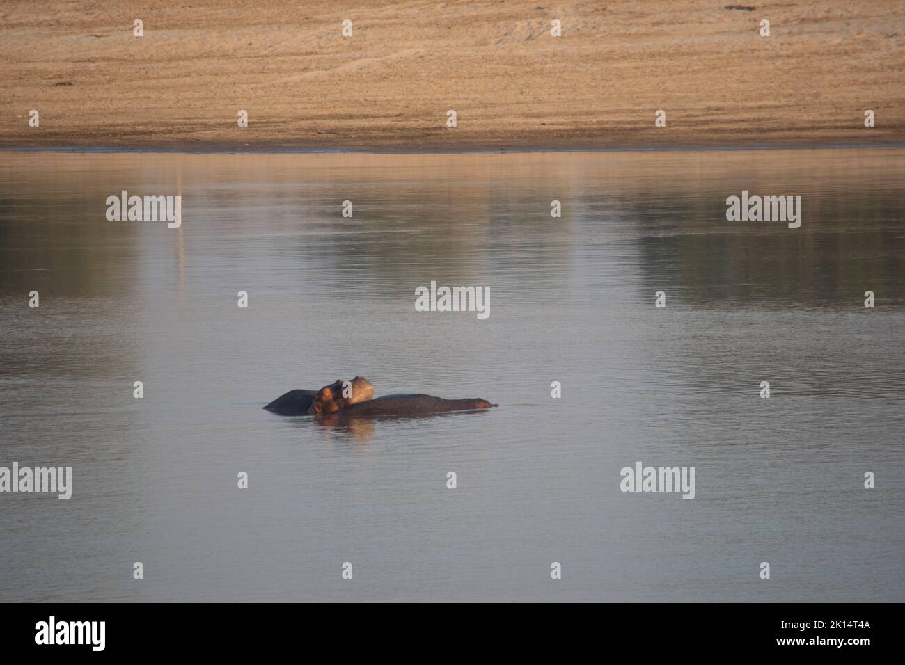 Eine fantastische Aussicht auf eine Gruppe von Flusspferden, die in einem afrikanischen Fluss ruht Stockfoto