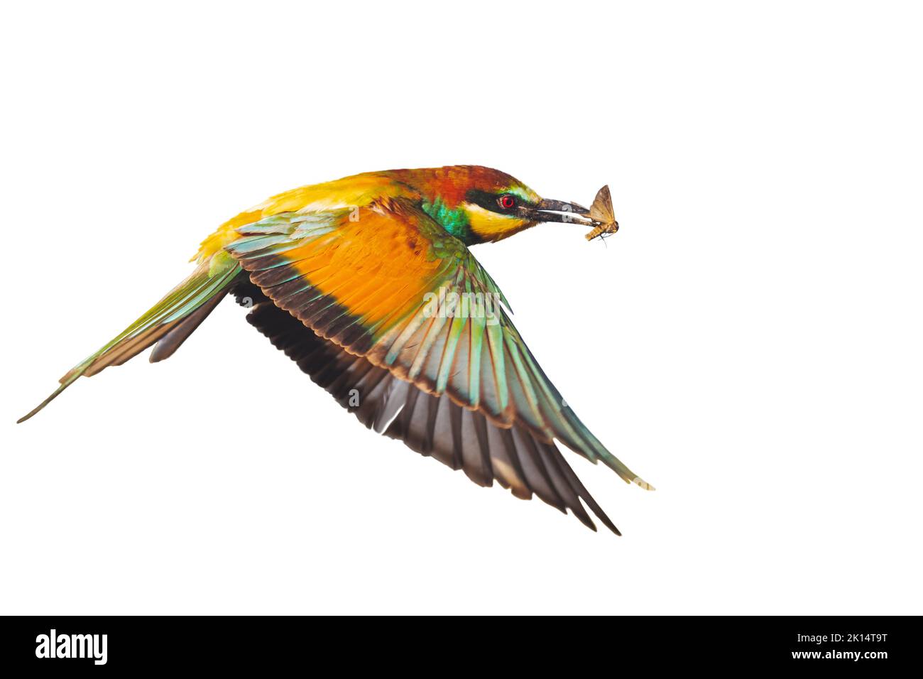 Schöner Vogel, der isoliert auf weißem Hintergrund fliegt Stockfoto