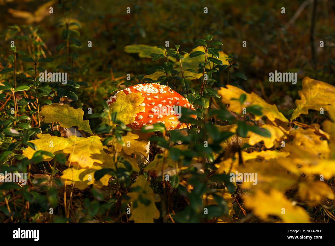 Leuchtend rote Fliege Agaric Pilz mit weißen Punkten im Herbstwald in der Nähe von gelben Blättern, Preiselbeersträucher, Moos. Giftiger Pilz wächst in der Sonne. Natur Stockfoto