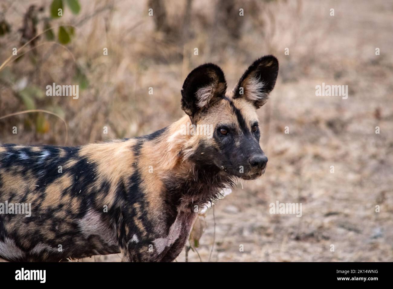 Eine Nahaufnahme eines wunderschönen wilden Hundes in der Savanne Stockfoto