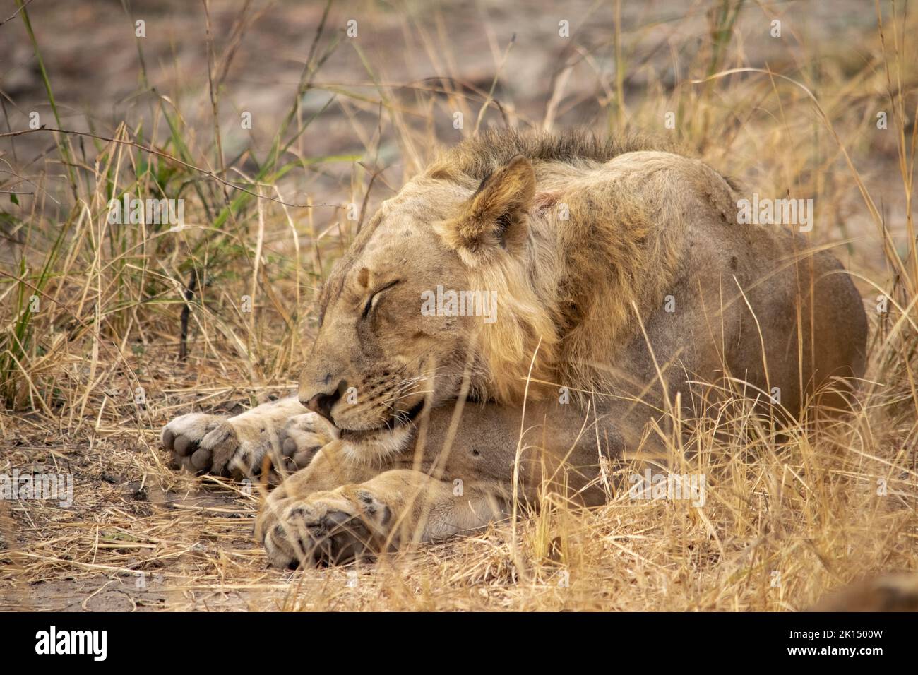 Eine Nahaufnahme eines schönen Löwen, der nach der Jagd ruht Stockfoto