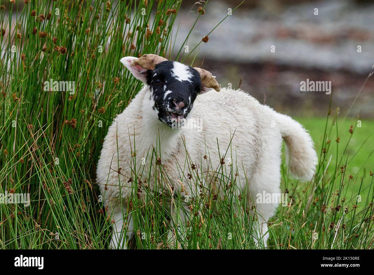 Loch Buie, Isle of Mull, Schottland Stockfoto