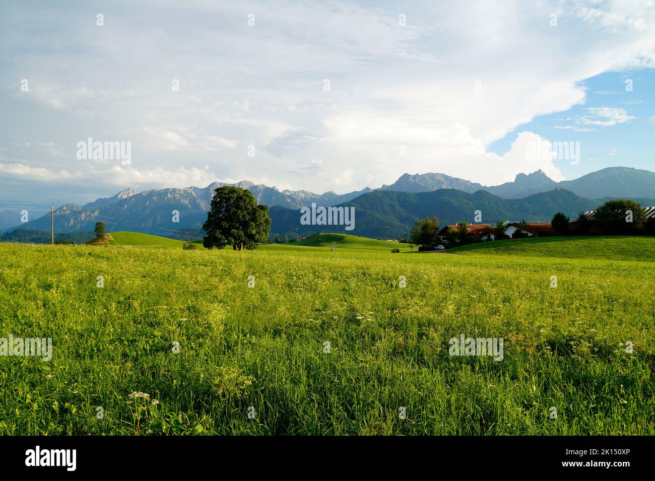 Landschaftlich reizvolle, sonnendurchflutete, sattgrüne Almwiesen der Allgäu-Region in Bayern mit den Alpen im Hintergrund Stockfoto