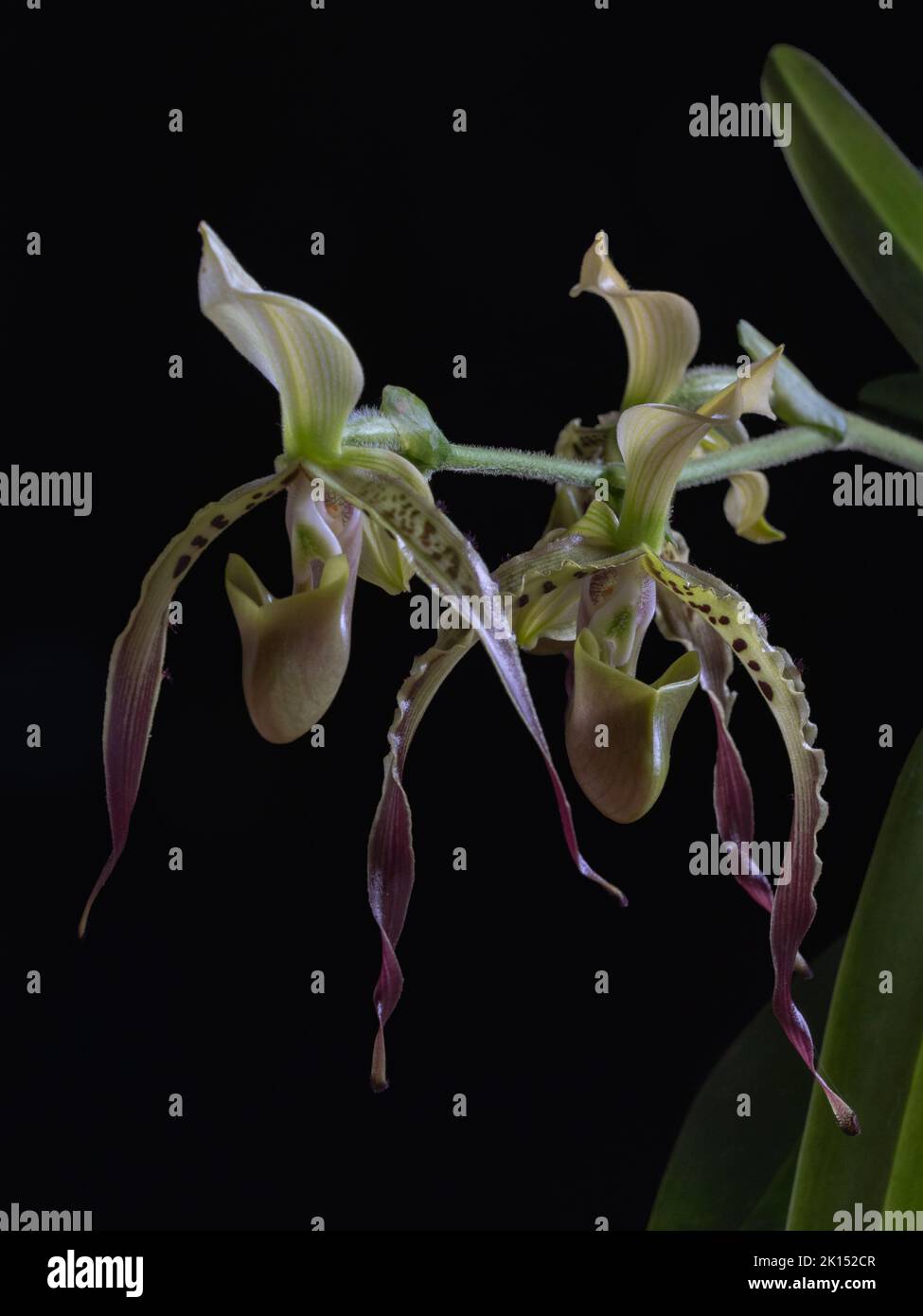 Gelbe, grüne, lila und braune Blüten der schönen Dame Slipper Orchideenart paphiopedilum parishii isoliert auf schwarzem Hintergrund Stockfoto