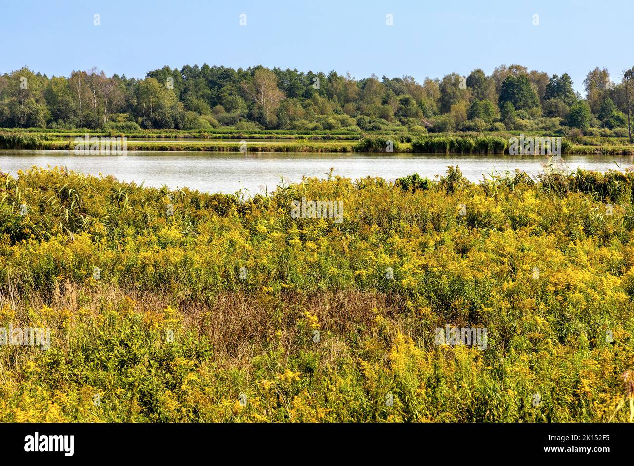 Dichte Feuchtgebietsvegetation am Fischteich Lowisko Calowanie in Bagno