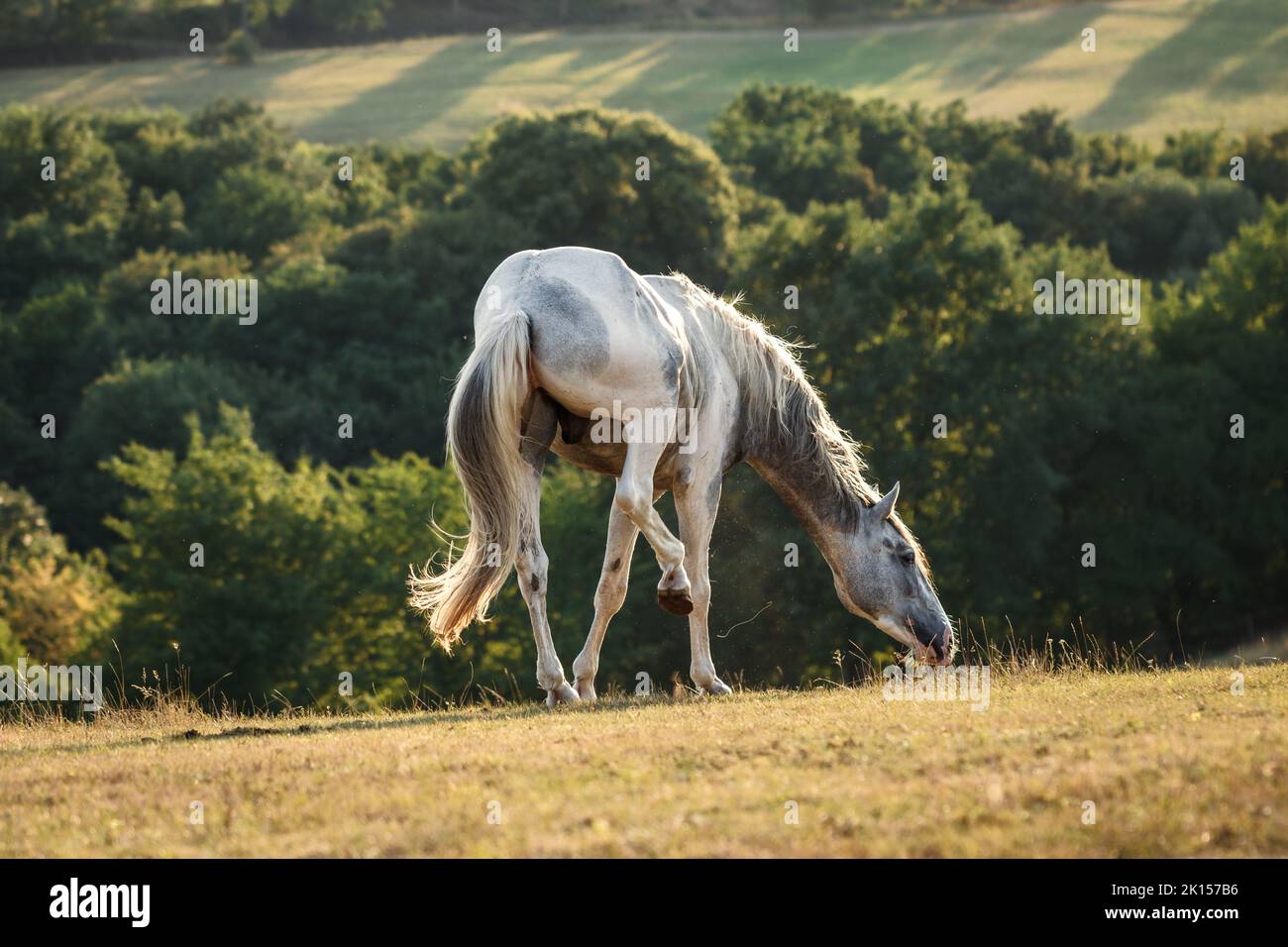 Weißes Pferd, das im Sommer von Fliegen auf der Weide gestört wird. Ländliche Szene Stockfoto