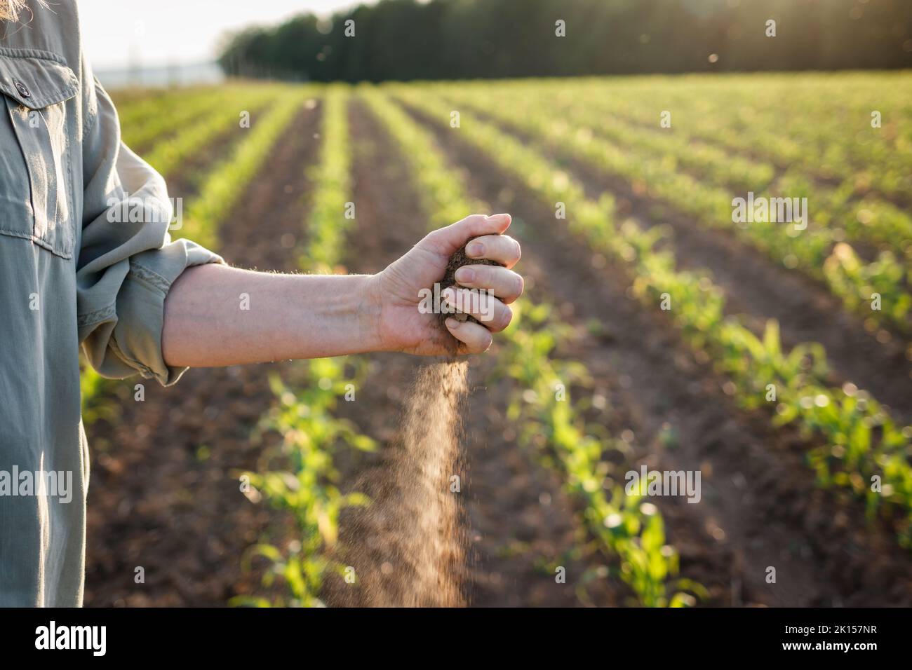Dürre auf dem landwirtschaftlichen Feld. Bauer hält trockenen Boden in der Hand und kontrolliert die Fruchtbarkeitsqualität bei trockenem Klima. Auswirkungen des Klimawandels Stockfoto