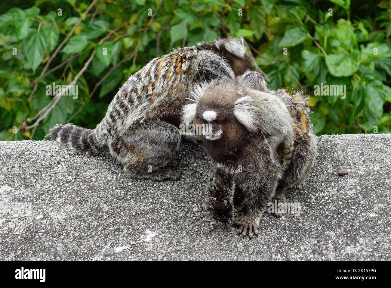 Marmoset, Weißbüschelaffe, Callithrix jacchus, Zuckerhut, Pão de Açúcar, Rio de Janeiro, Südosten, Brasilien, Südamerika Stockfoto