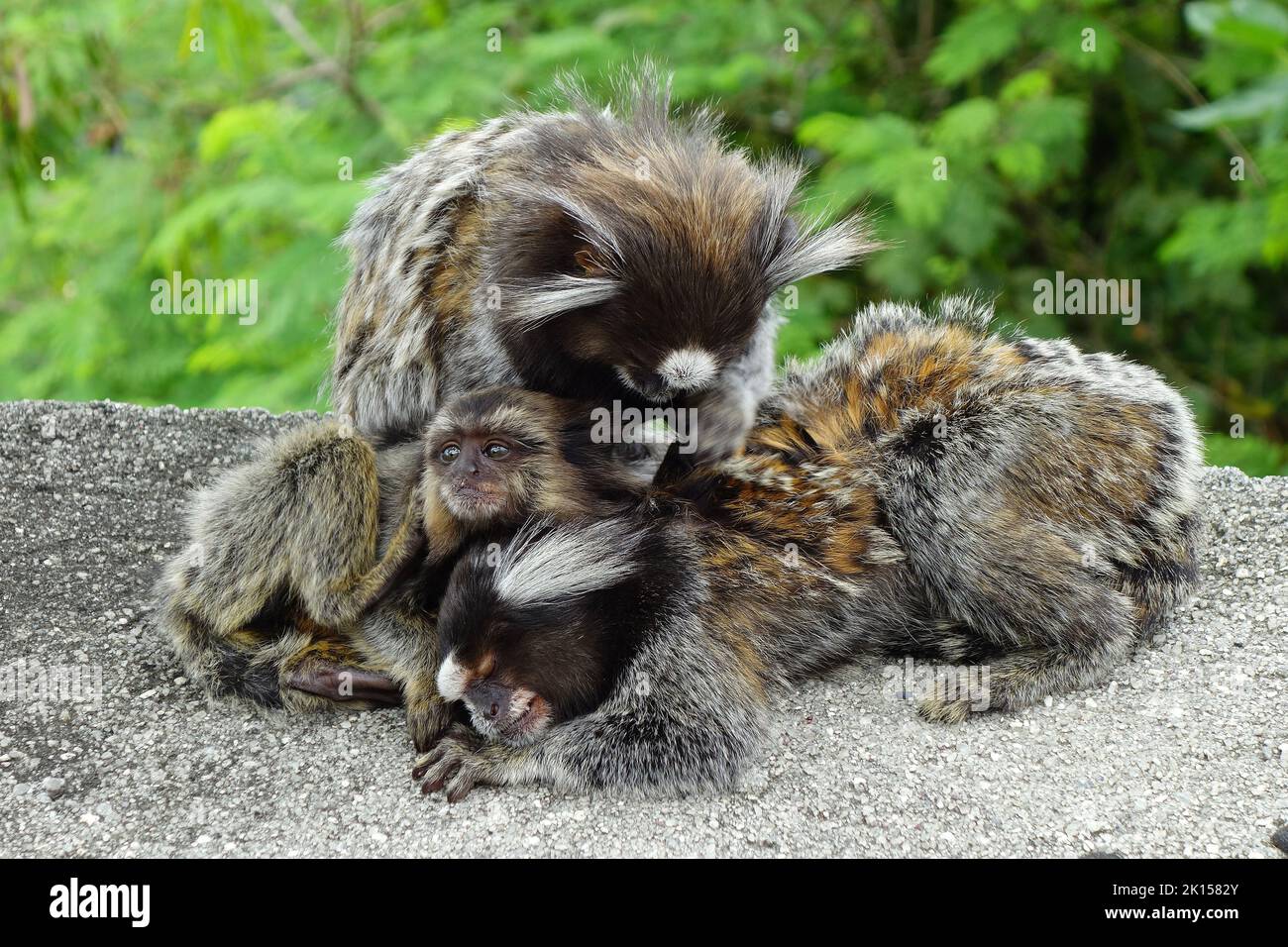 Marmoset, Weißbüschelaffe, Callithrix jacchus, Zuckerhut, Pão de Açúcar, Rio de Janeiro, Südosten, Brasilien, Südamerika Stockfoto