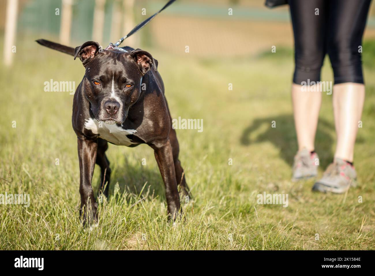 Pitbull Terrier. Hundegehen als tägliche Routine. Frau mit ihrem Hund im Freien Stockfoto
