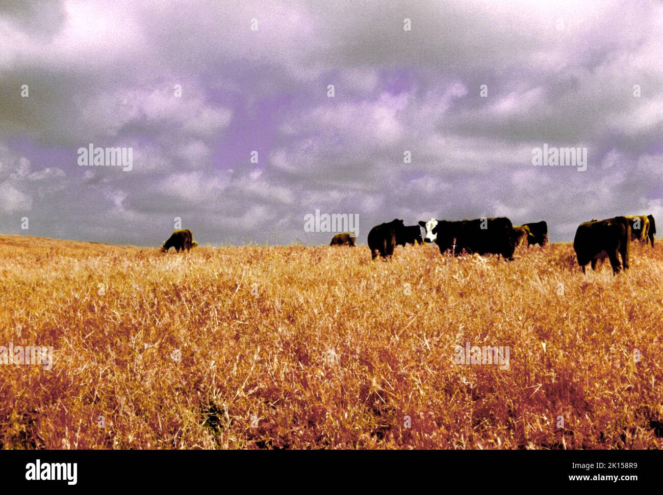 Infrarotkühe im Feld von rotem Gras und bewölktem Himmel. Surreales Bild einer einzigen Kuh, die den Fotografen ansieht. Stockfoto