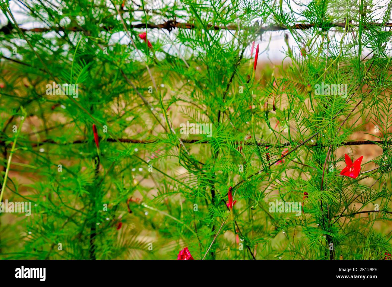 Zypressenrebe, eine Art des morgendlichen Ruhms, blüht auf einem Zaun, 8. September 2022, in Fairhope, Alabama. Stockfoto