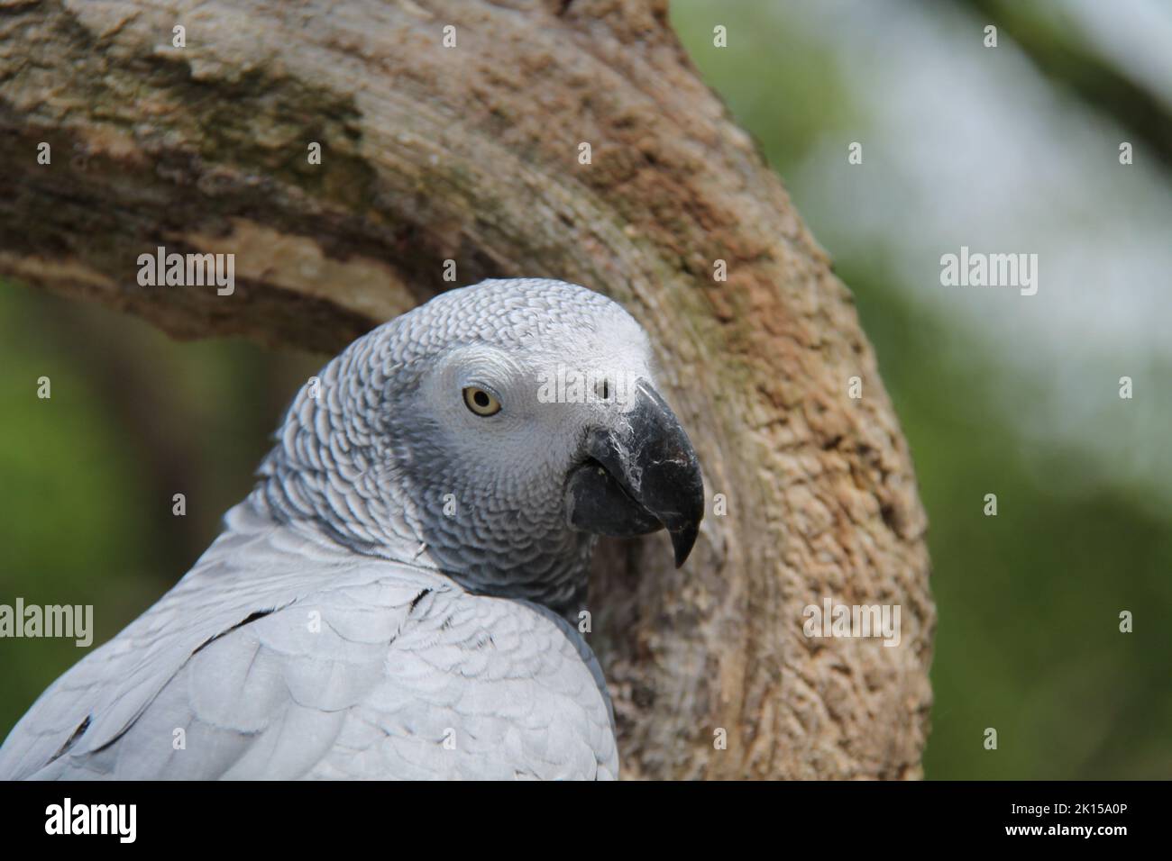 Der Kopf eines schönen African Grey Papagei Bird. Stockfoto