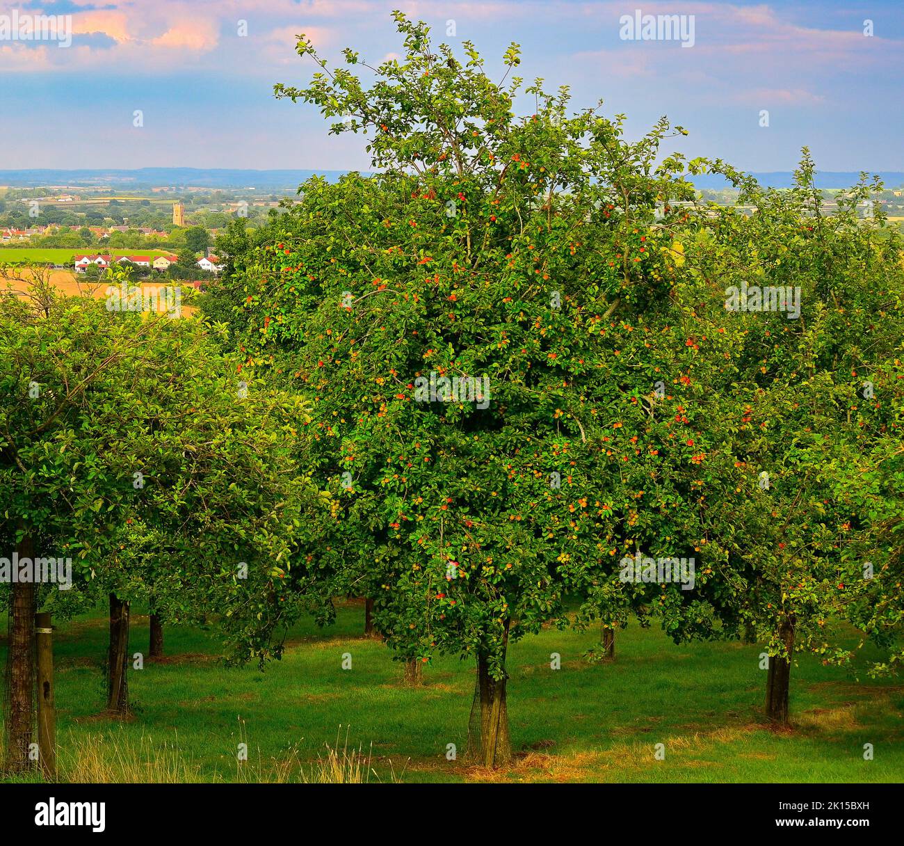 Somerset Apfelorchet Cider Stockfoto